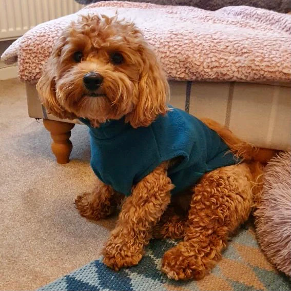 Small Breed Dog Fleece Jumper - Image 15