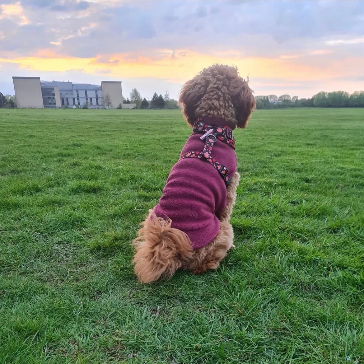 Small Breed Dog Fleece Jumper - Image 18