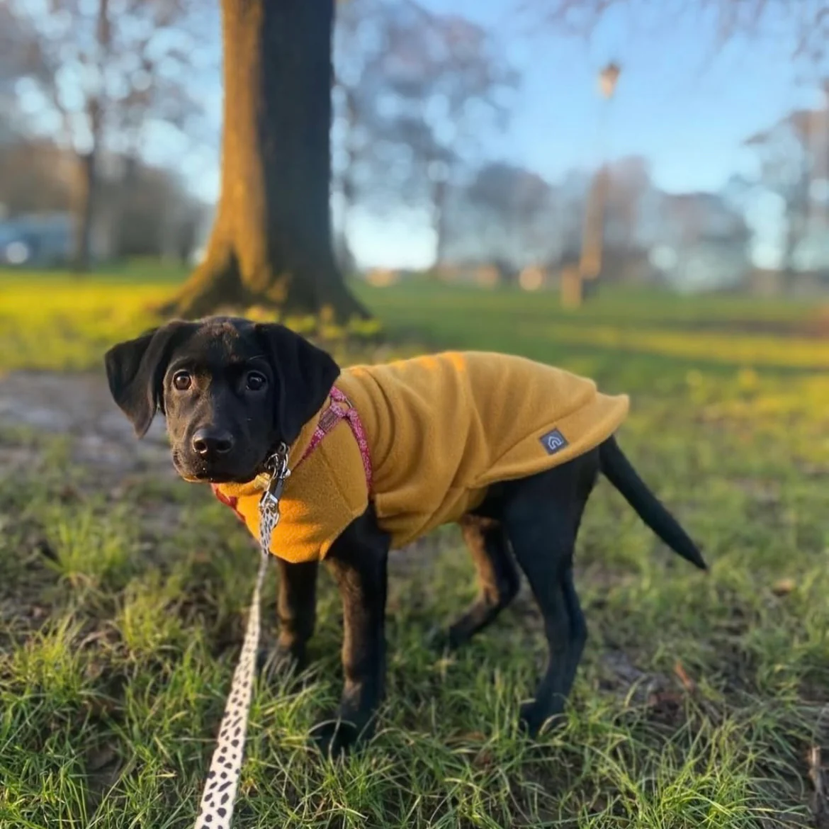 Small Breed Dog Fleece Jumper - Image 3