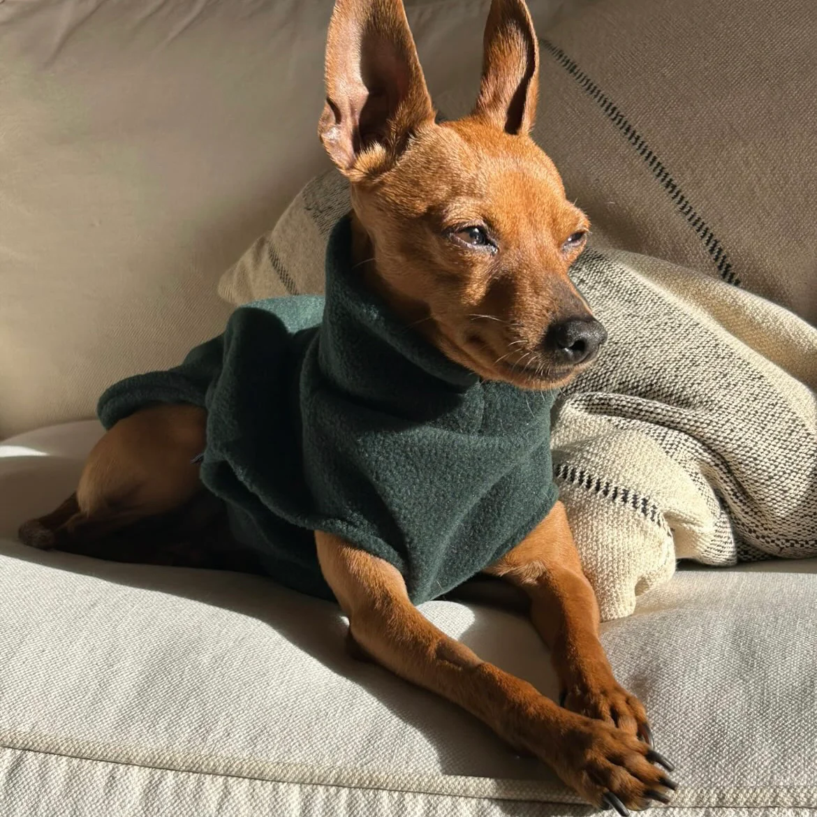 Small Breed Dog Fleece Jumper - Image 4