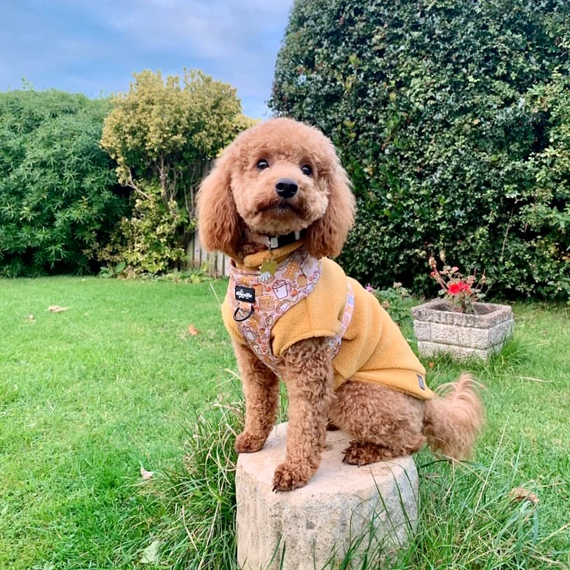 Small Breed Dog Fleece Jumper - Image 7