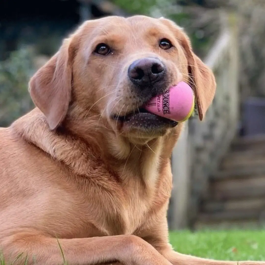 SportsPet High Bounce Rubber Ball - Image 5