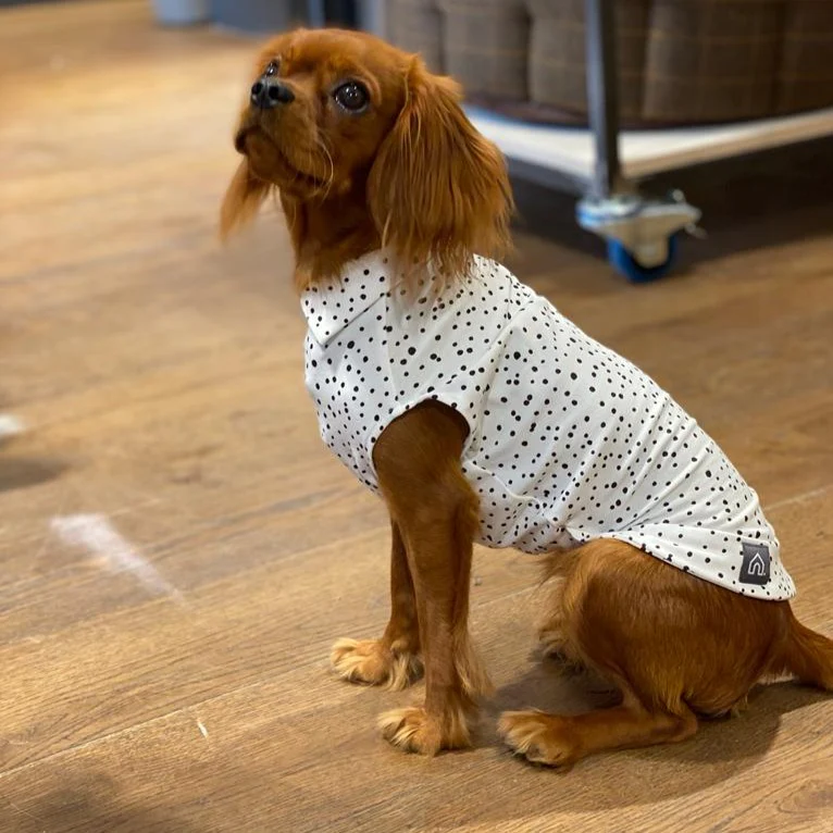 Spotty Summer T-Shirts for Dogs - Image 3