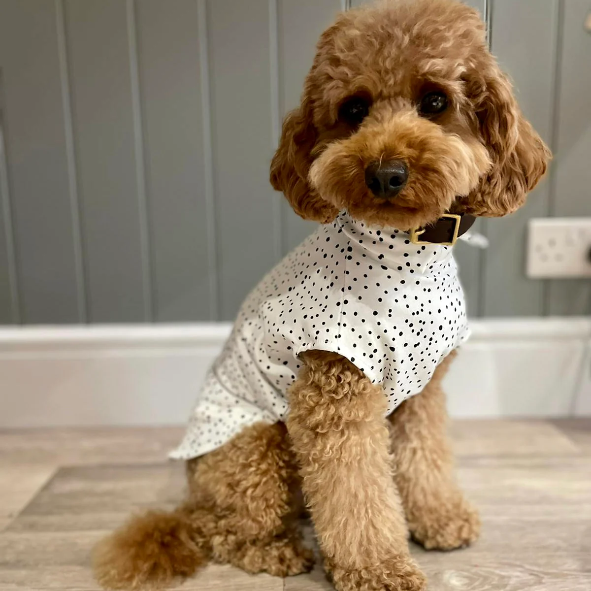 Spotty Summer T-Shirts for Dogs - Image 4