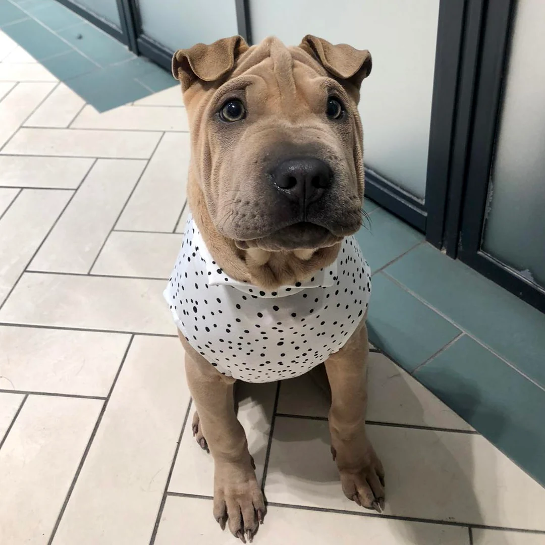 Spotty Summer T-Shirts for Dogs - Image 5