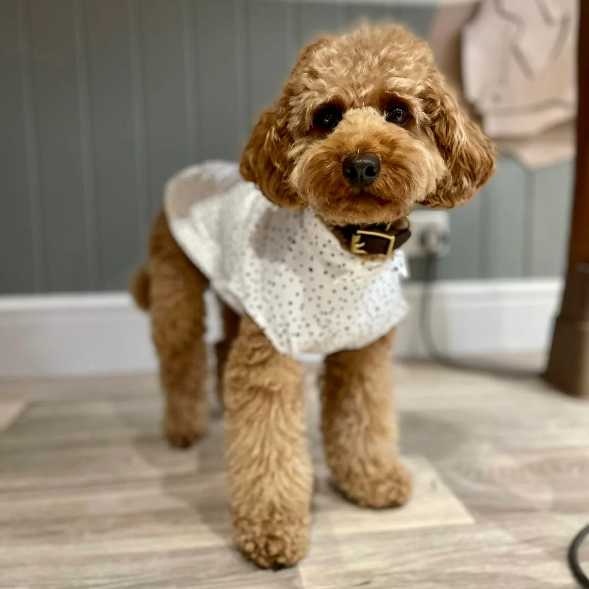 Spotty Summer T-Shirts for Dogs - Image 6