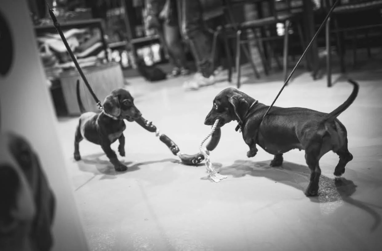 String of Sausages on Rope Dog Toy - Image 3