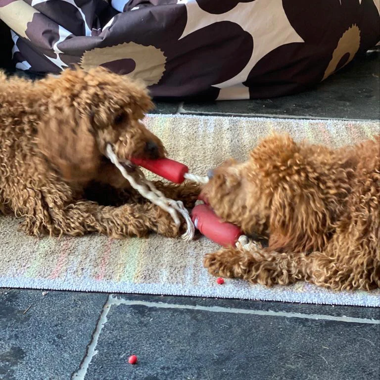 String of Sausages on Rope Dog Toy - Image 4