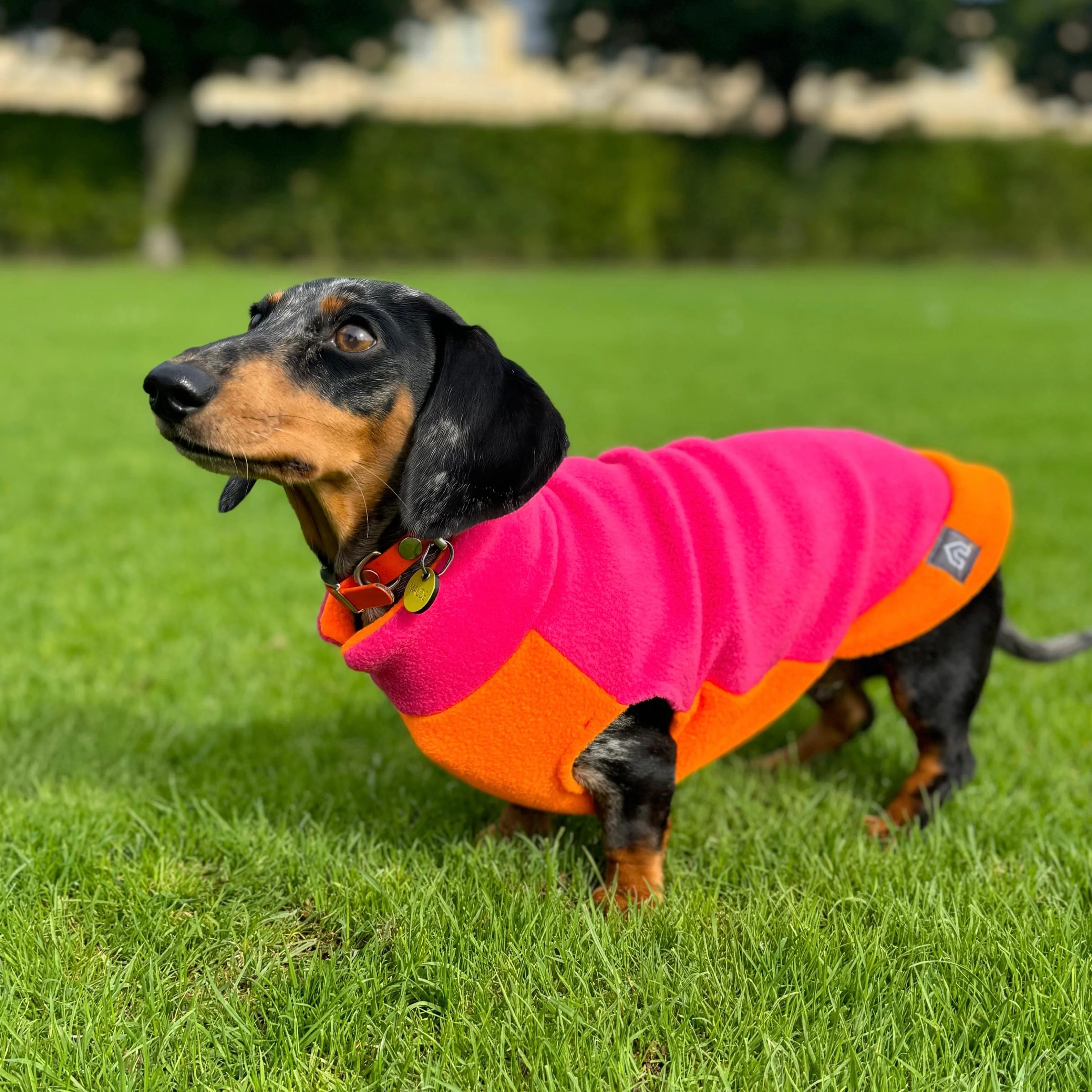 Two-Tone Dachshund Fleece Jumper - Image 3