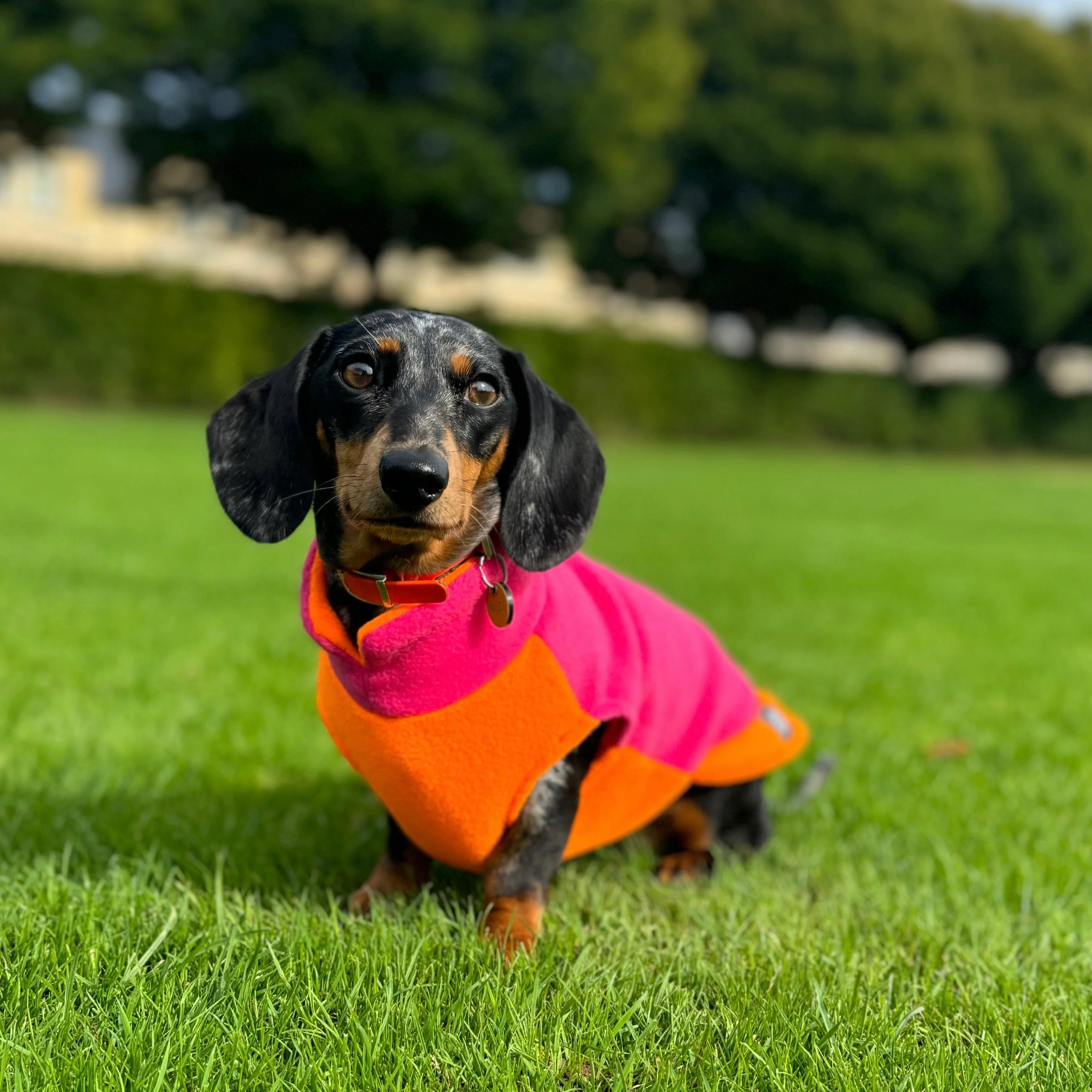 Two-Tone Dachshund Fleece Jumper - Image 6