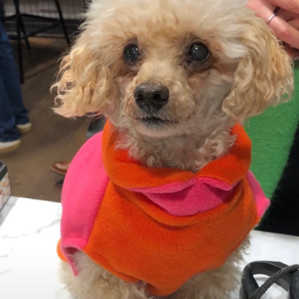 Two-Tone Dog Fleece Jumper - Image 12