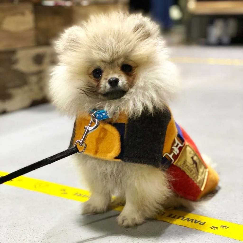 Witney Dachshund Rug Coat - Image 5