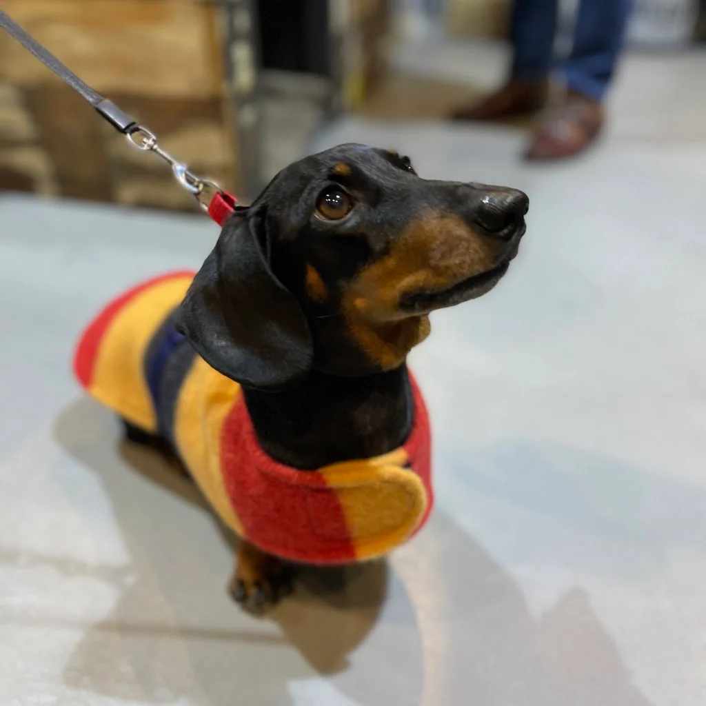 Witney Dachshund Rug Coat - Image 7