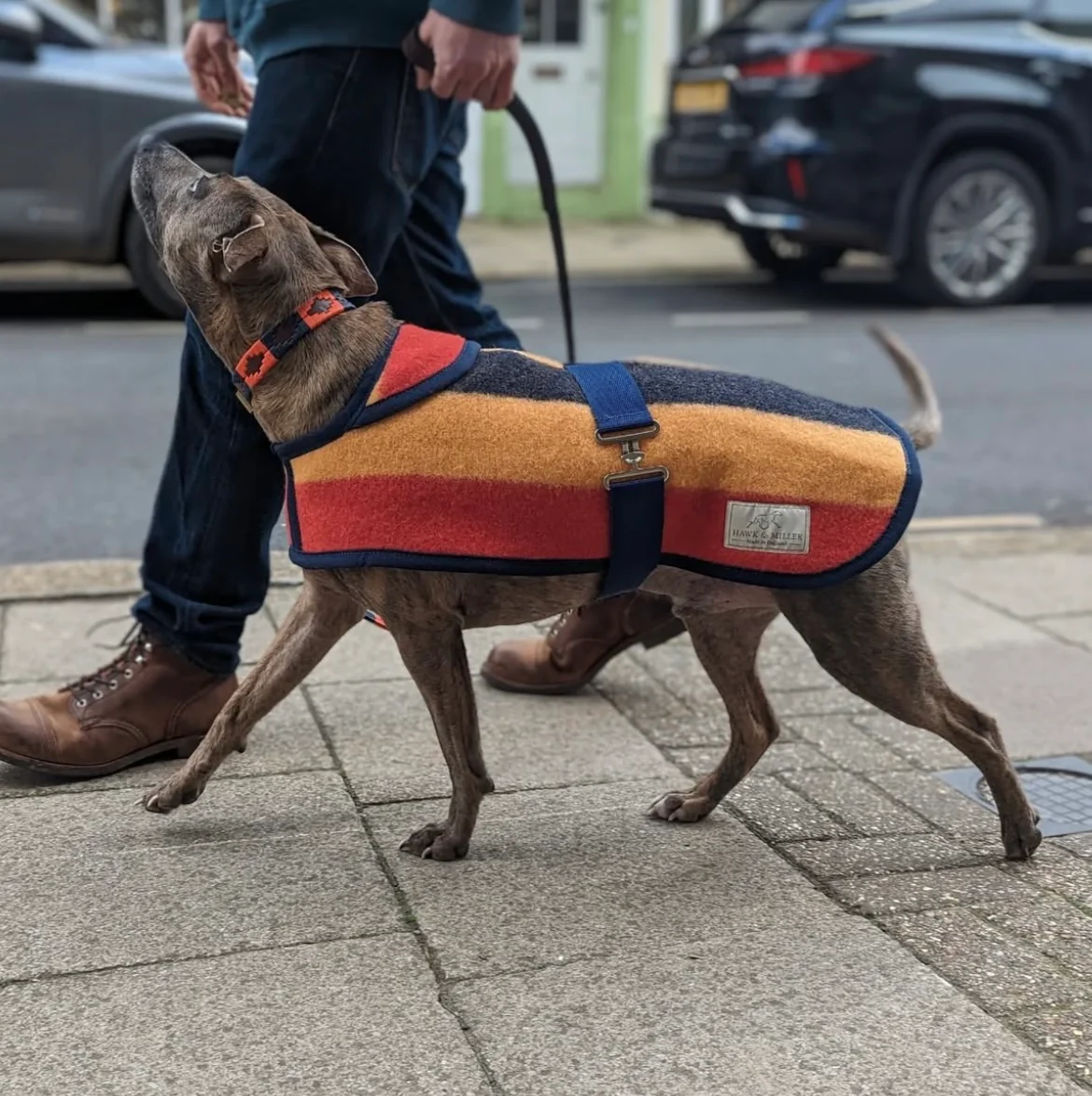 Witney Wool Dog Rug Coat in 7 Sizes - Image 5