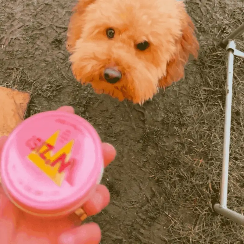 W'Zis Treat Tins with Veggie Dog Treats - Image 5