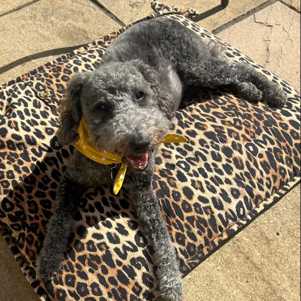 Yellow Polka Dot Blue Dog Bandana - Image 4