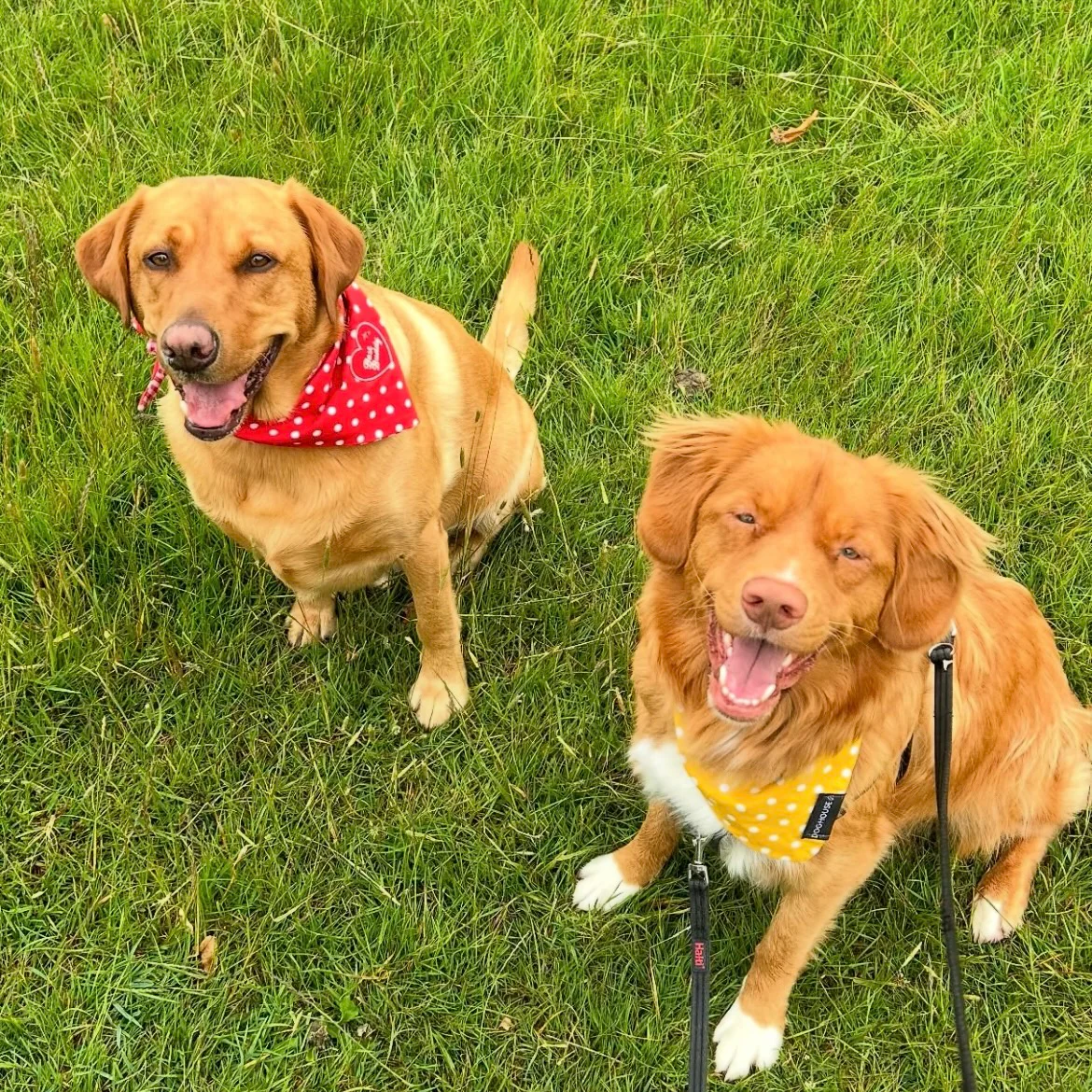 Red Polka Dot Gingham Dog Bandana - Image 5